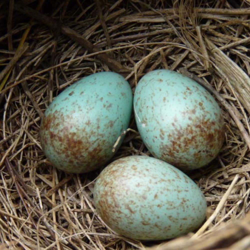 Meet your Posher, Louisa